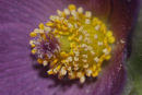 06-3145 Pasque Flower (Pulsatilla vulgaris) - Cevennes National Park France.